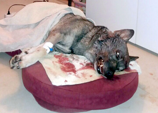 Језиво: Ушао комшиници у двориште и пиштољем убио пса!